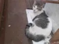 NINA
