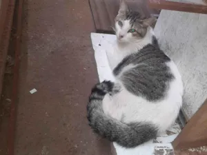 Gato raça Siamês idade 1 ano nome NINA