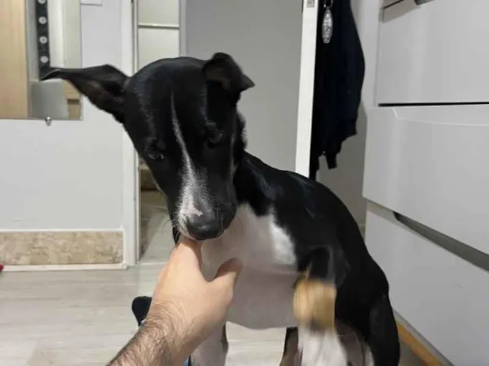 Cachorro raça SRD-ViraLata idade 2 a 6 meses nome SRD