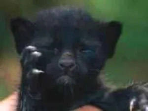 Gato raça SRD-ViraLata idade Abaixo de 2 meses nome pérola 