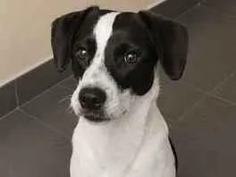 Cachorro raça SRD-ViraLata idade 7 a 11 meses nome Meg