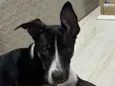 SRD