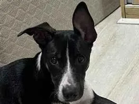 Cachorro raça SRD-ViraLata idade 2 a 6 meses nome SRD