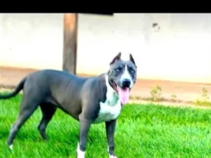 Cachorro raça Pit-Bull idade 3 anos nome Zara 