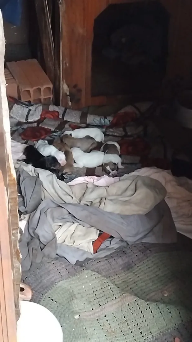 Cachorro raça SRD-ViraLata idade 1 ano nome Laura