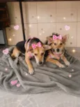 Pity e Cléo 