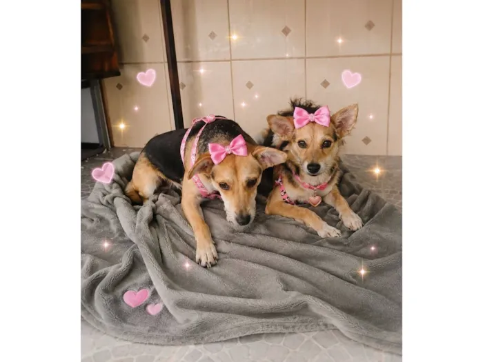 Cachorro raça SRD-ViraLata idade 7 a 11 meses nome Pity e Cléo 