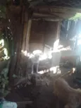 branquinho e marrozinho