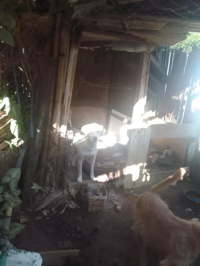 Cachorro raça SRD-ViraLata idade 2 a 6 meses nome branquinho e marrozinho
