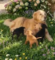 FILHOTE GOLDEN COM PITMONSTER