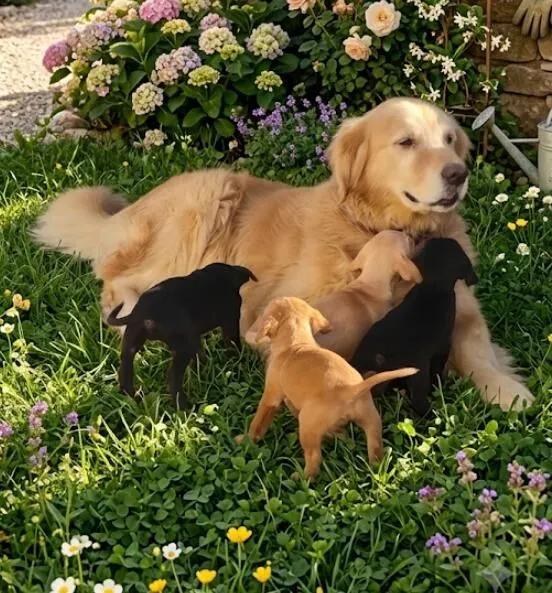 Cachorro raça SRD-ViraLata idade Abaixo de 2 meses nome FILHOTE GOLDEN COM PITMONSTER