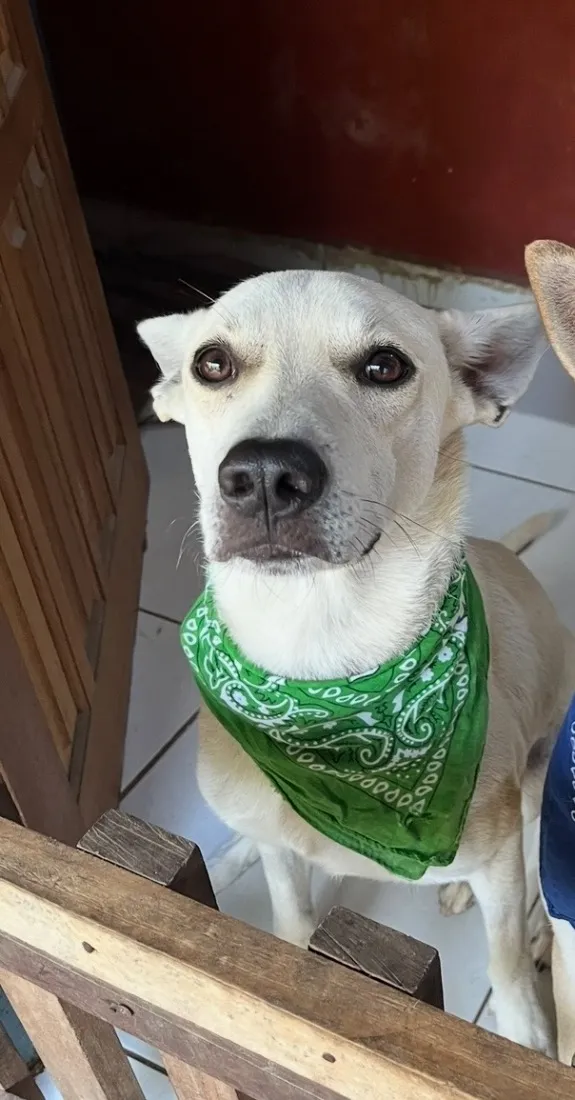 Cachorro raça SRD-ViraLata idade 2 anos nome Olaf
