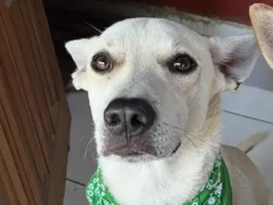 Cachorro raça SRD-ViraLata idade 2 anos nome Olaf