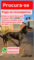 Sabiá