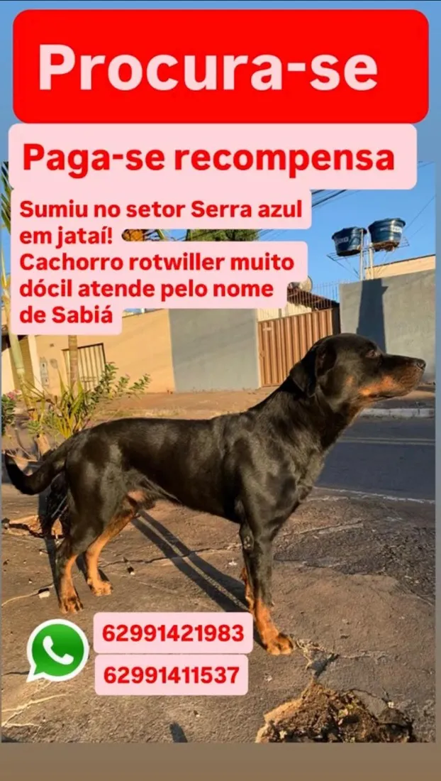 Cachorro raça Rottweiler idade 6 ou mais anos nome Sabiá