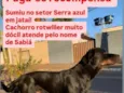 Sabiá