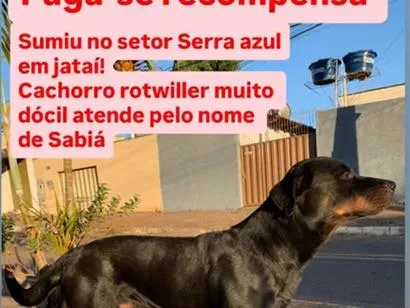 Cachorro raça Rottweiler idade 6 ou mais anos nome Sabiá
