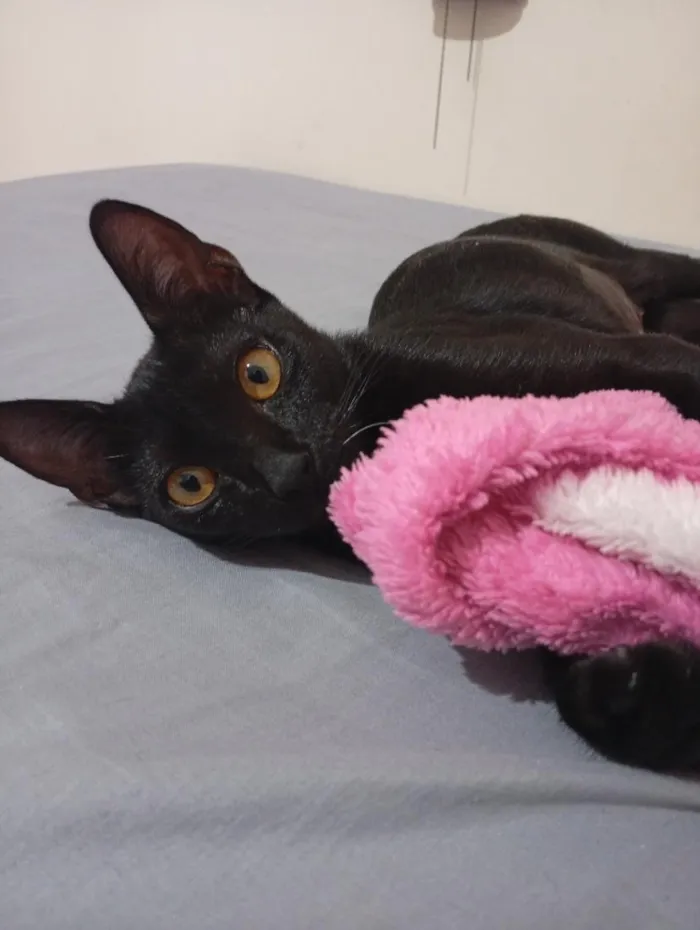 Gato raça SRD-ViraLata idade 2 a 6 meses nome Neném 