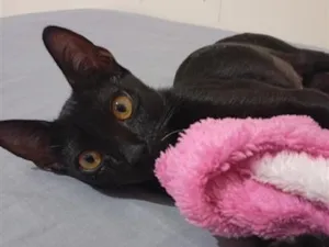 Gato raça SRD-ViraLata idade 2 a 6 meses nome Neném 
