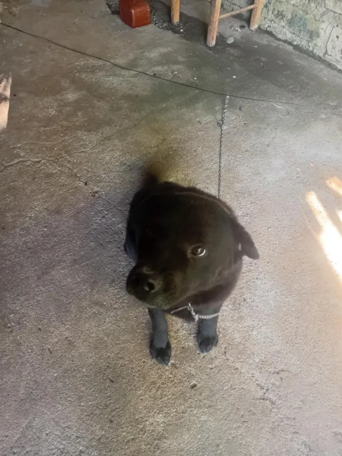 Cachorro raça Labrador idade 4 anos nome Sansão 