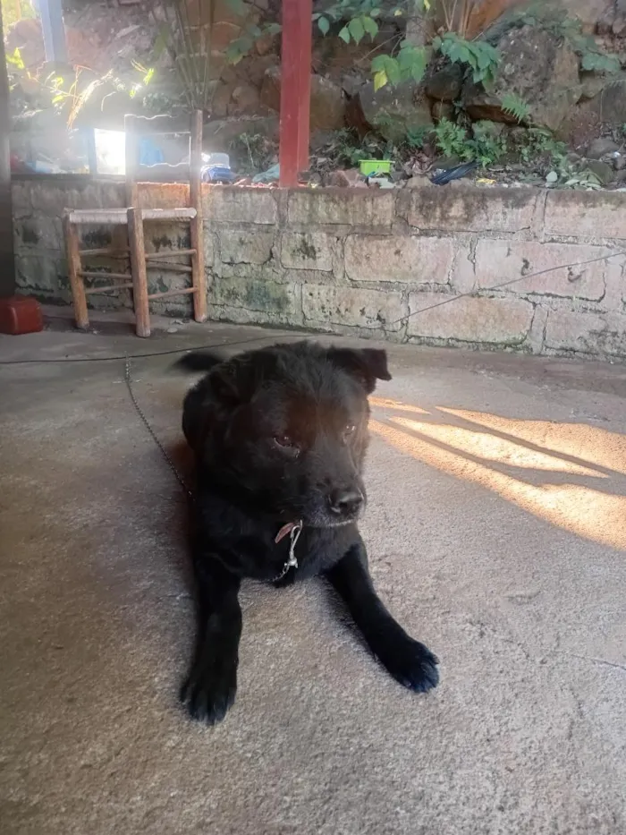Cachorro raça Labrador idade 4 anos nome Sansão 