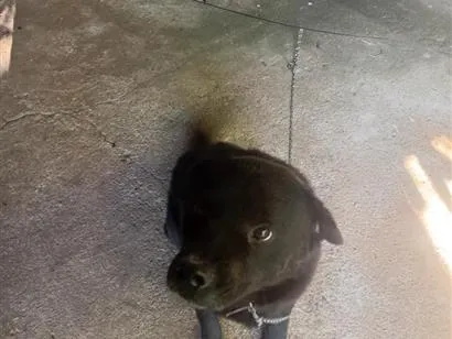 Cachorro raça Labrador idade 4 anos nome Sansão 