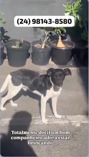 Cachorro raça SRD-ViraLata idade 1 ano nome sem nome
