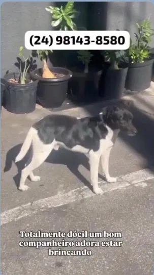 Cachorro raça SRD-ViraLata idade 1 ano nome sem nome