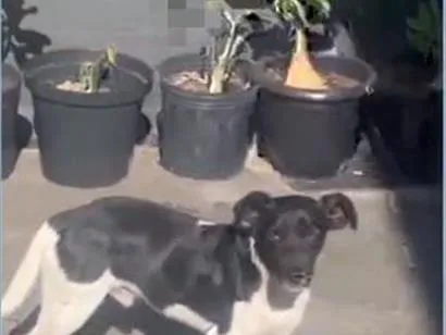 Cachorro raça SRD-ViraLata idade 1 ano nome sem nome