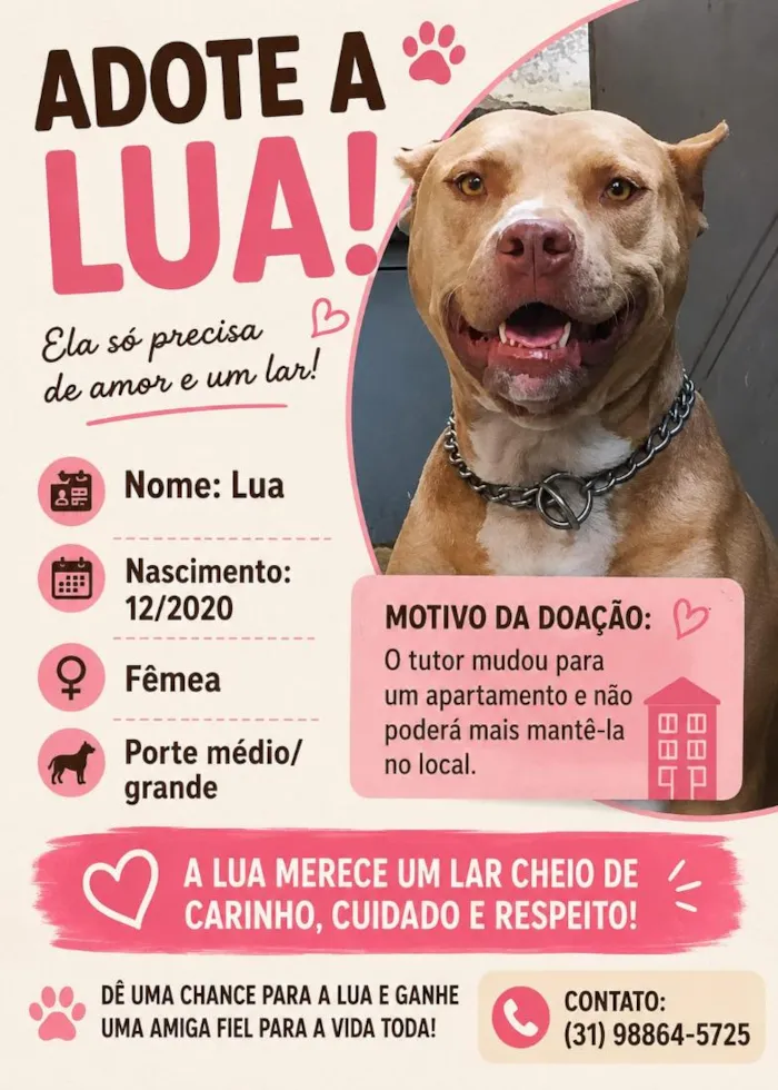 Cachorro raça Pit-Bull idade 5 anos nome Lua