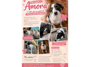 Cachorro raça SRD-ViraLata idade 6 ou mais anos nome Amora