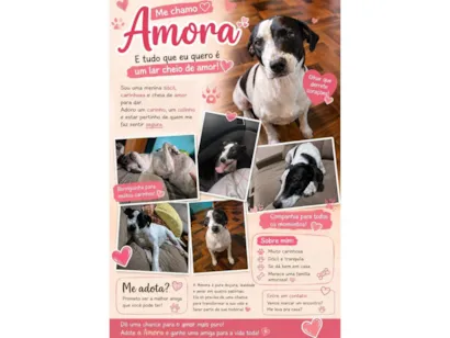Cachorro raça SRD-ViraLata idade 6 ou mais anos nome Amora