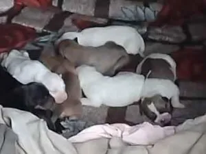 Cachorro raça SRD-ViraLata idade 1 ano nome Laura