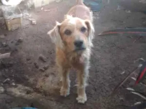 Cachorro raça SRD-ViraLata idade 2 a 6 meses nome branquinho e marrozinho