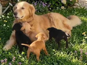 Cachorro raça SRD-ViraLata idade Abaixo de 2 meses nome FILHOTE GOLDEN COM PITMONSTER