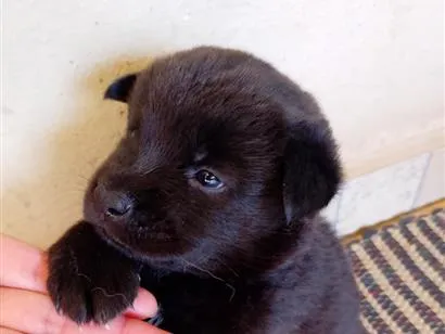 Cachorro raça Labrador idade 2 a 6 meses nome mila
