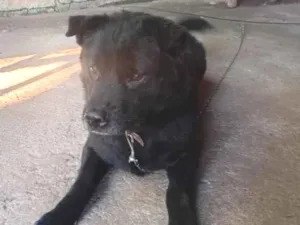 Cachorro raça Labrador idade 4 anos nome Sansão 