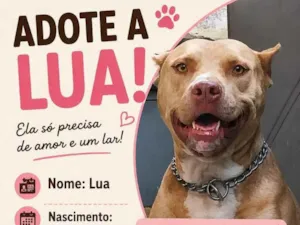Cachorro raça Pit-Bull idade 5 anos nome Lua