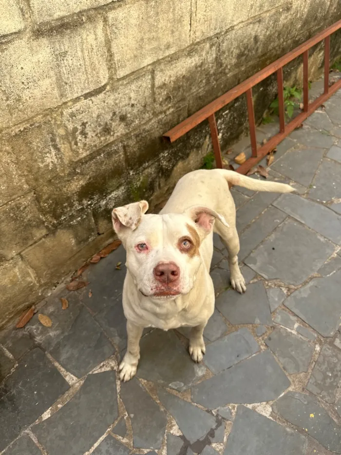 Cachorro raça Pit-Bull idade 2 anos nome Zeus