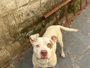 Cachorro raça Pit-Bull idade 2 anos nome Zeus