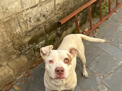 Cachorro raça Pit-Bull idade 2 anos nome Zeus