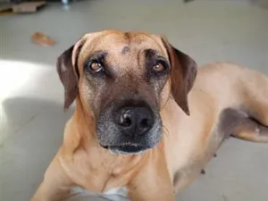 Cachorro raça SRD-ViraLata idade 3 anos nome Amstel