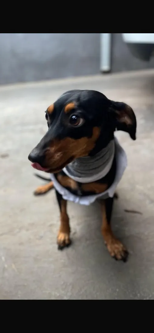 Cachorro raça SRD-ViraLata idade 1 ano nome Thor