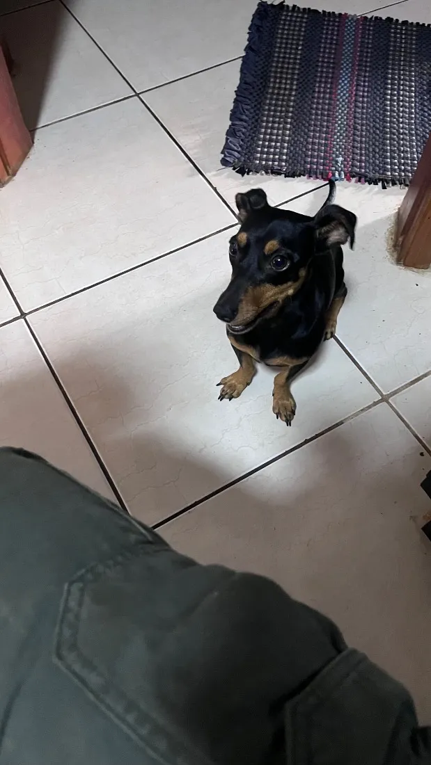 Cachorro raça SRD-ViraLata idade 1 ano nome Thor