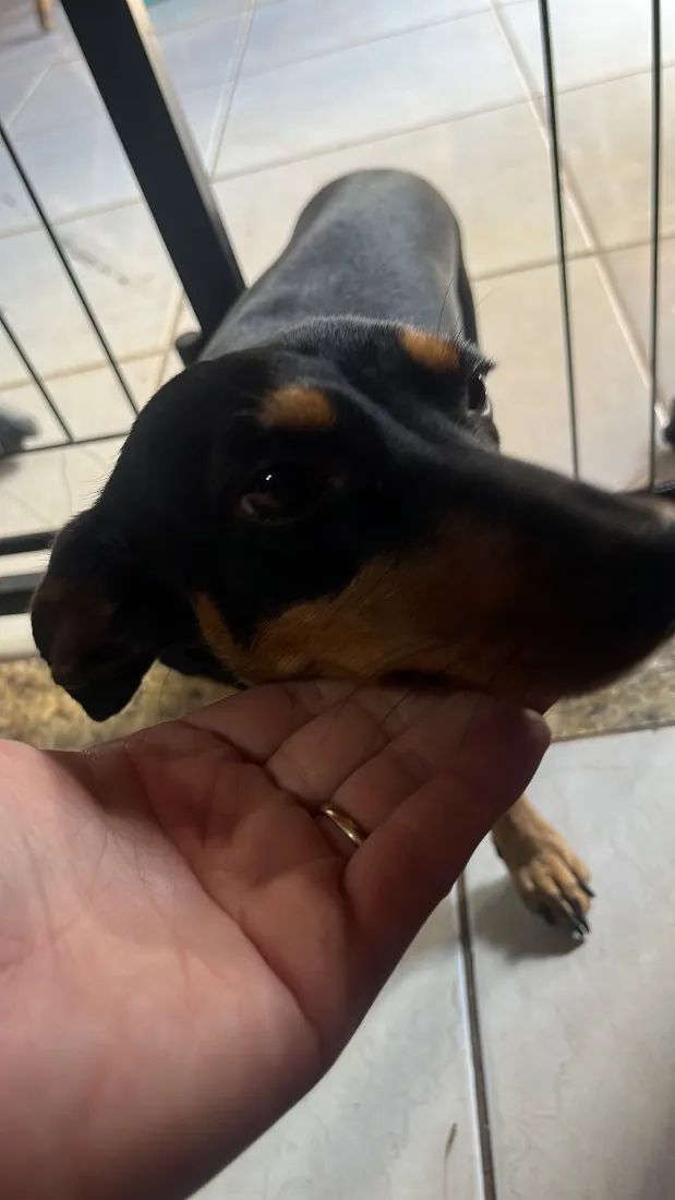 Cachorro raça SRD-ViraLata idade 1 ano nome Thor
