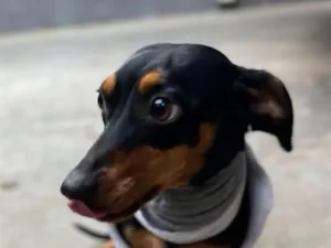 Cachorro raça SRD-ViraLata idade 1 ano nome Thor