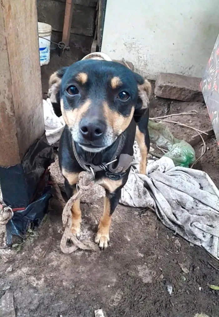 Cachorro raça SRD-ViraLata idade 1 ano nome Belinha