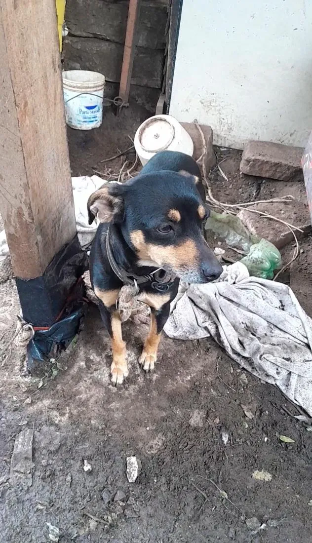 Cachorro raça SRD-ViraLata idade 1 ano nome Belinha