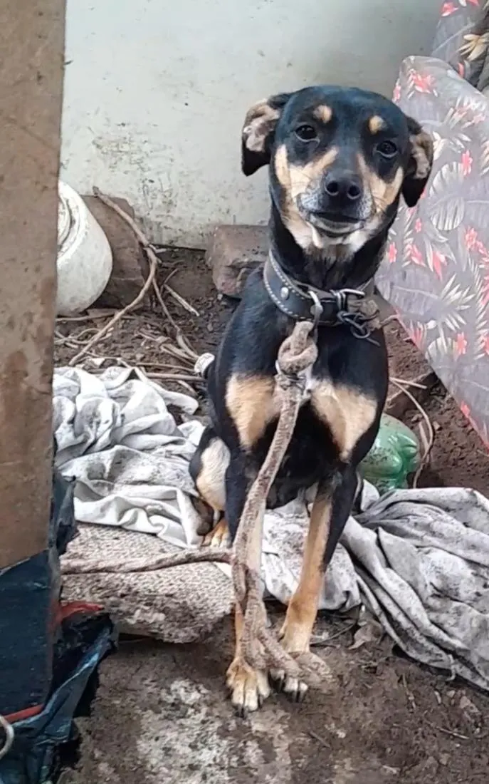 Cachorro raça SRD-ViraLata idade 1 ano nome Belinha
