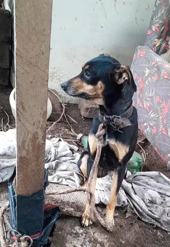 Cachorro raça SRD-ViraLata idade 1 ano nome Belinha